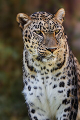 Fototapeta premium Wild Leopard in Close-Up with a Naturally Blurred Background
