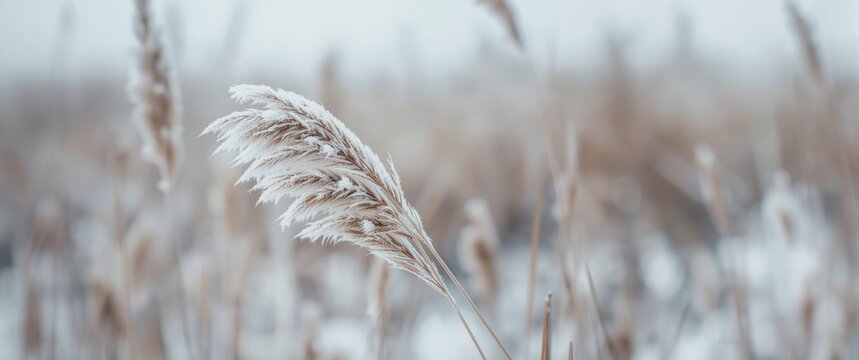 Natural abstract backdrop of soft plants Cortaderia selloana, frosted pampas grass on a blurry bokeh, dry reeds in boho style, and patterns on first ice