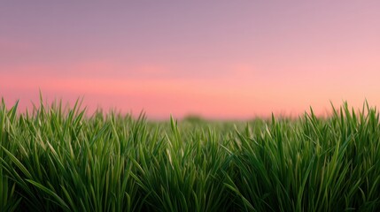 Obraz premium Vibrant Green Grass at Sunrise Against a Soft Pink Sky in a Tranquil Landscape Sceneevoking Serenity and Calmness in Nature