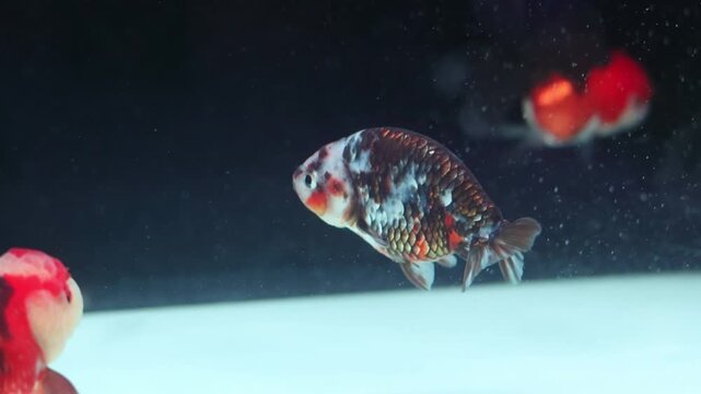 Exotic Red Head Ranchu Goldfish swimming in fish tank.