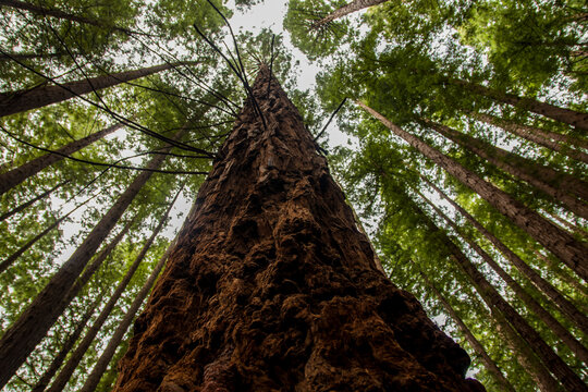 A massive sequoia trunk rises amidst a forest of young sequoias on Mount Cabezon, Asturias.