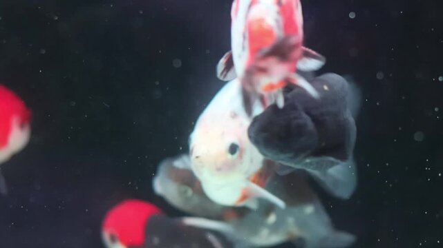 Solid Black Ranchu Goldfish swimming in aquarium. Exotic dark fancy goldfish.