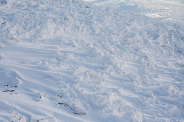 Natural winter landscape, vegetation covered with snow in winter in the Karkonosze Mountains in Poland.