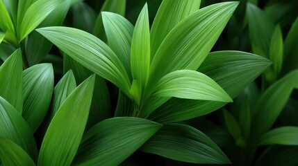 Obraz premium Lush Green Leaves of Tropical Plants in Natural Light Creating a Fresh Atmosphere for Tranquil Environments and Indoor Natural Decor Ideas