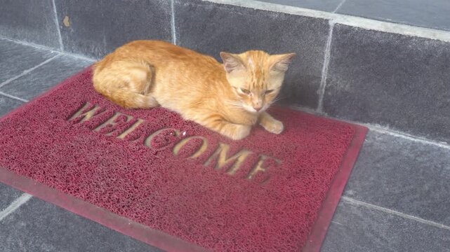 Adorable Ginger Cat Resting Peacefully on a Welcome Doormat