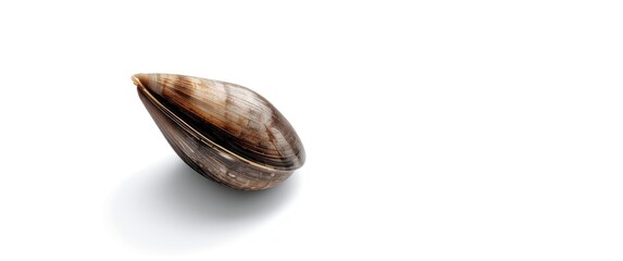 White background with isolated mussel