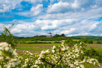 Obraz premium Old Windmill on a Spring Hill with Blooming Vineyards and Fresh Green Landscape