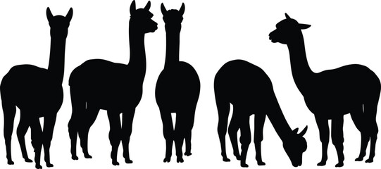 Obraz premium Alpaca llama silhouette set, standing grazing poses, black farm animal collection isolated on white background, flat vector illustration design bundle