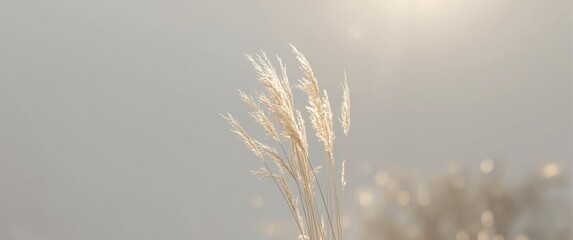 Obraz premium Summer and spring-inspired dry grass against a grey background, nature concept with gold details and isolated leaf imagery