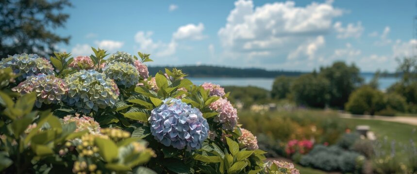 Martha's Vineyard Hydrangea shrubs