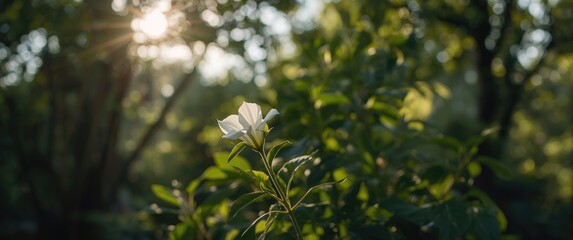 Fototapeta premium Various plants in the Fabaceae family produce bean flowers that serve as vegetables