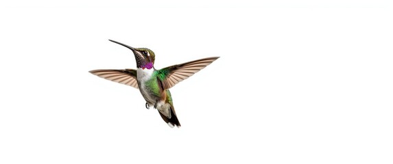 Obraz premium Native Mexico Broad Billed Hummingbird featured on a clean white background for enhanced focus