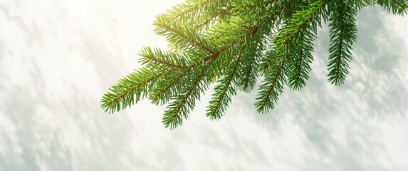 Obraz premium Christmas green fir tree branches background, holiday, pattern, abstract, texture, design, summer, nature, wood, tree