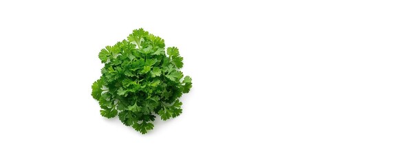 Fototapeta premium Parsley collection displayed from above on white background