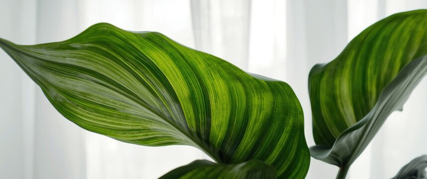 Macro shot of a hosta sieboldii leaf on a white background