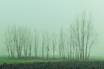 Fototapeta premium Cars drive along the road in thick fog. Foggy morning, dangerous road conditions.Vehicles moving along highway in thick fog with low visibility and traffic signs, illustrating dangerous driving condit