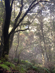 Dense forest with twisted trees covered in moss and lichen in Madeira, Portugal. The woodland is filled with undergrowth, branches, and natural vegetation typical of the laurel forest near Raba&ccedil;al
