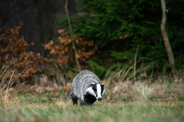 A Eurasian badger moves cautiously across a grassy clearing at the edge of a dense forest. Its distinctive black-and-white markings stand out against the deep green backdrop of woodland vegetation.  © Dagmar