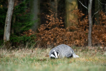A Eurasian badger moves cautiously across a grassy clearing at the edge of a dense forest. Its distinctive black-and-white markings stand out against the deep green backdrop of woodland vegetation.  © Dagmar