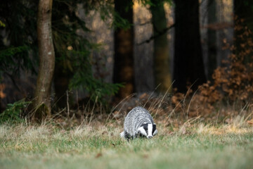 A Eurasian badger moves cautiously across a grassy clearing at the edge of a dense forest. Its distinctive black-and-white markings stand out against the deep green backdrop of woodland vegetation.  © Dagmar