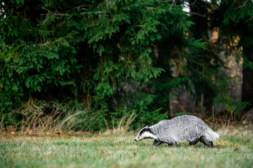A Eurasian badger moves cautiously across a grassy clearing at the edge of a dense forest. Its distinctive black-and-white markings stand out against the deep green backdrop of woodland vegetation.  © Dagmar