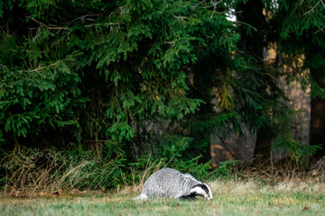 A Eurasian badger moves cautiously across a grassy clearing at the edge of a dense forest. Its distinctive black-and-white markings stand out against the deep green backdrop of woodland vegetation.  © Dagmar