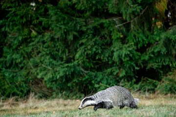 A Eurasian badger moves cautiously across a grassy clearing at the edge of a dense forest. Its distinctive black-and-white markings stand out against the deep green backdrop of woodland vegetation.  © Dagmar