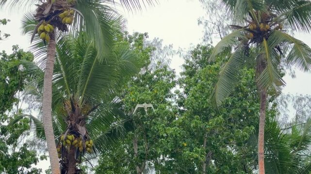 Slow motion footage of white tailed tropic bird flying near coconut trees, cloudy sky, Mahe, Seychelles 30fps