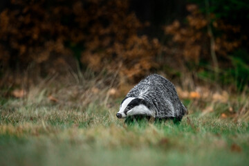 A Eurasian badger moves cautiously across a grassy clearing at the edge of a dense forest. Its distinctive black-and-white markings stand out against the deep green backdrop of woodland vegetation.  © Dagmar