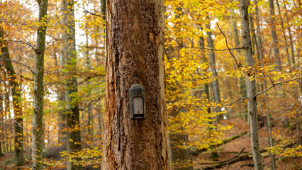 Concrete bird nesting box mounted on tree trunk in forest, durable shelter for small birds such as tits and sparrows © Evgeniia