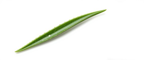 Aloe vera leaf shot on a white background