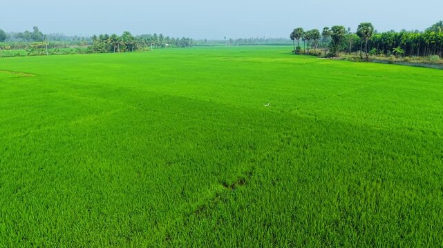 Aerial view of endless green rice fields bordered by palm and coconut trees, highlighting vibrant agriculture, tropical countryside, sustainable farming, and peaceful rural landscape.