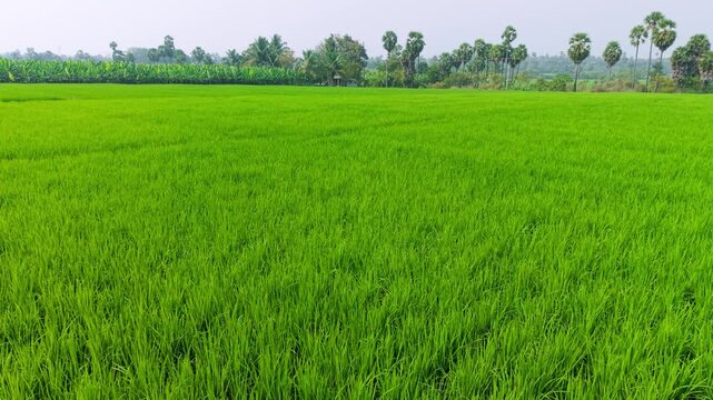 Cinematic aerial shot of lush green rice fields stretching endlessly, framed by palm and coconut trees, capturing serene lush agriculture, natural pattern and a picturesque tropical landscape.