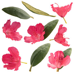 set of red rhododendron flower isolated on transparent background png