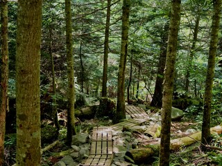 森の中の木道 © 孟弘 蛯谷