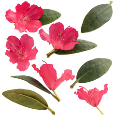 set of red rhododendron flower isolated on transparent background png