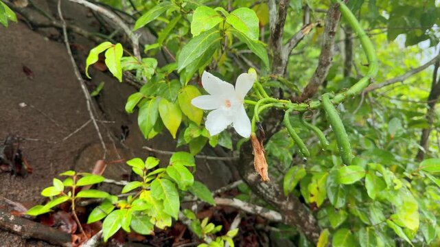 Slow motion footage of white vanilla flower and pods in the forest in a rainy day, rain drops 25fps
