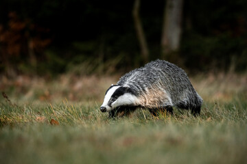 A Eurasian badger moves cautiously across a grassy clearing at the edge of a dense forest. Its distinctive black-and-white markings stand out against the deep green backdrop of woodland vegetation.  © Dagmar