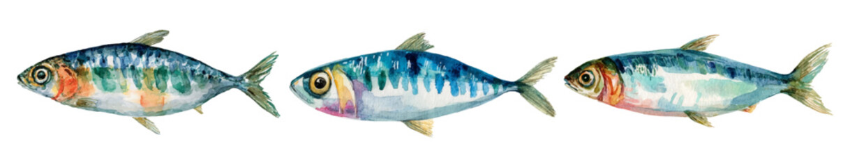 Naklejka na ściany i meble Watercolor fish illustration with sardines in Mediterranean style. Vintage hand-drawn seafood design featuring fresh sardines, perfect for kitchen decor and coastal art projects. Vector illustration.