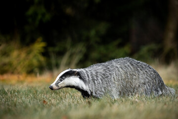 A Eurasian badger moves cautiously across a grassy clearing at the edge of a dense forest. Its distinctive black-and-white markings stand out against the deep green backdrop of woodland vegetation.  © Dagmar