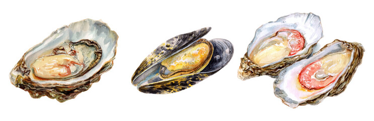 Watercolor oyster shells and mussels set. Hand-drawn seafood illustration with ocean shellfish, fresh pearls, and marine elements. Perfect for restaurant menus and vintage designs. 