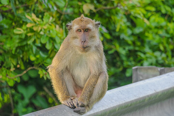 Fototapeta premium Close up portrait of a long-tailed macaque looking at camera with green forest background