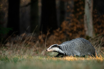 A Eurasian badger moves cautiously across a grassy clearing at the edge of a dense forest. Its distinctive black-and-white markings stand out against the deep green backdrop of woodland vegetation.  © Dagmar