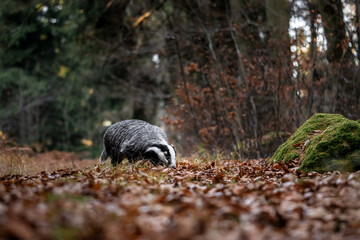 European badger (Meles meles) walking through autumn forest, low angle view of wild mammal among fallen leaves, natural woodland habitat, calm wildlife scene in European nature © Dagmar