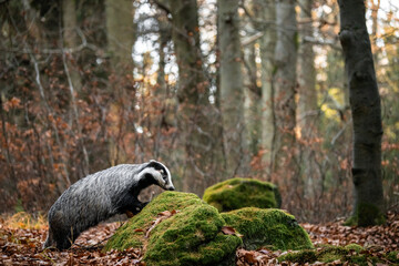 European badger (Meles meles) walking through autumn forest, low angle view of wild mammal among fallen leaves, natural woodland habitat, calm wildlife scene in European nature © Dagmar