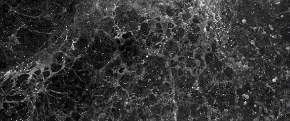 Obraz premium Golgi apparatus in Purkinje cells visualized with Silver stain in the cerebellar cortex, showing stippled pattern in the granular layer