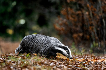 European badger (Meles meles) walking through autumn forest, low angle view of wild mammal among fallen leaves, natural woodland habitat, calm wildlife scene in European nature © Dagmar