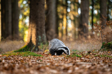 European badger (Meles meles) walking through autumn forest, low angle view of wild mammal among fallen leaves, natural woodland habitat, calm wildlife scene in European nature © Dagmar