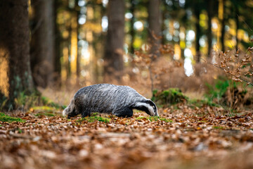 European badger (Meles meles) walking through autumn forest, low angle view of wild mammal among fallen leaves, natural woodland habitat, calm wildlife scene in European nature © Dagmar