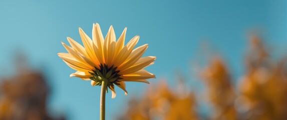 Horizontal image of a semi-opened dahlia with bright yellow and light orange hues, set against a blue sky background on a sunny autumn day